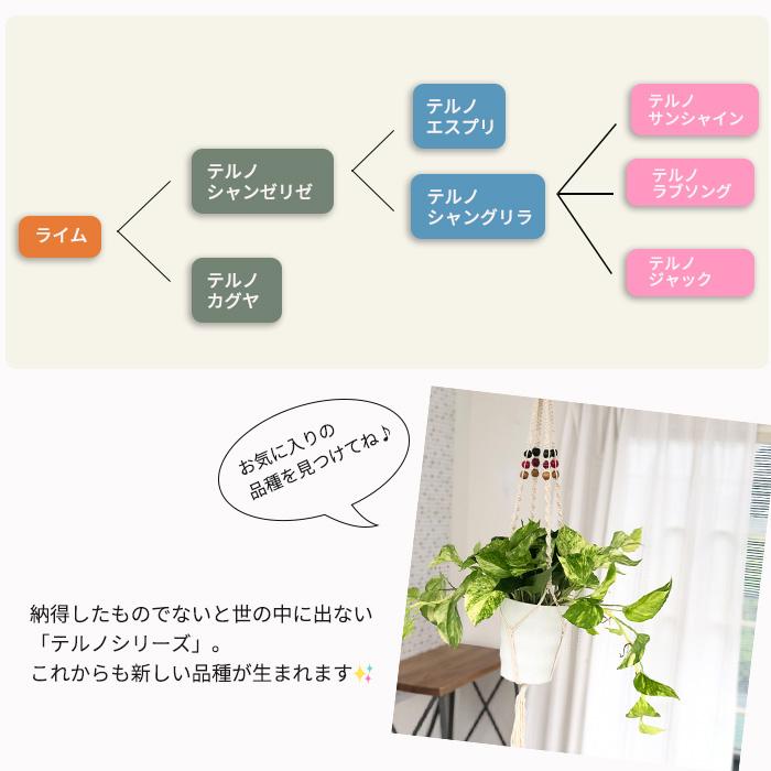 観葉植物 ポトス テルノ No.未定 スーパーイエローサンシャイン 5号鉢