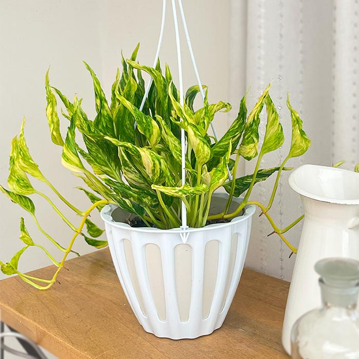 観葉植物 ポトス テルノ No.未定 スーパーイエローサンシャイン