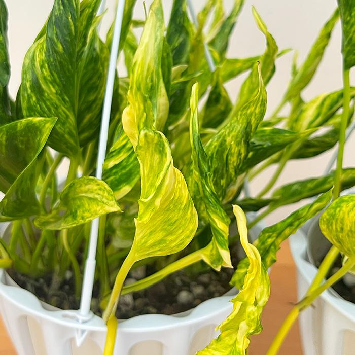 観葉植物 ポトス テルノ No.未定 スーパーイエローサンシャイン