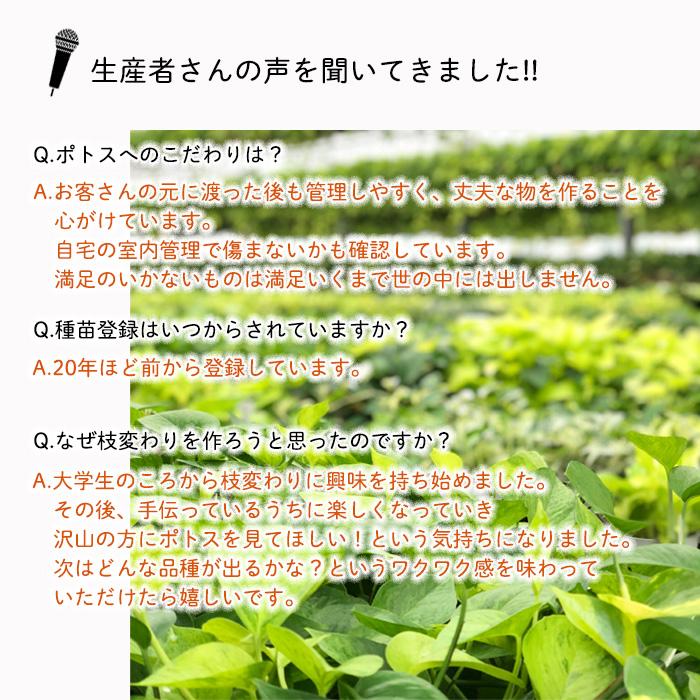 観葉植物 ポトス テルノ No.未定 スーパーイエローサンシャイン 5号鉢