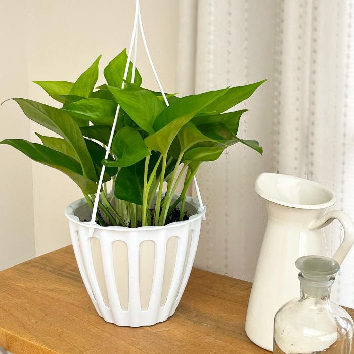 【現品・鉢まま出荷】希少　ポトス　テルノマドンナ　５号吊り鉢 ザ・ファームセレクト]ポトス：テルノマドンナ 5号吊り鉢 の通販