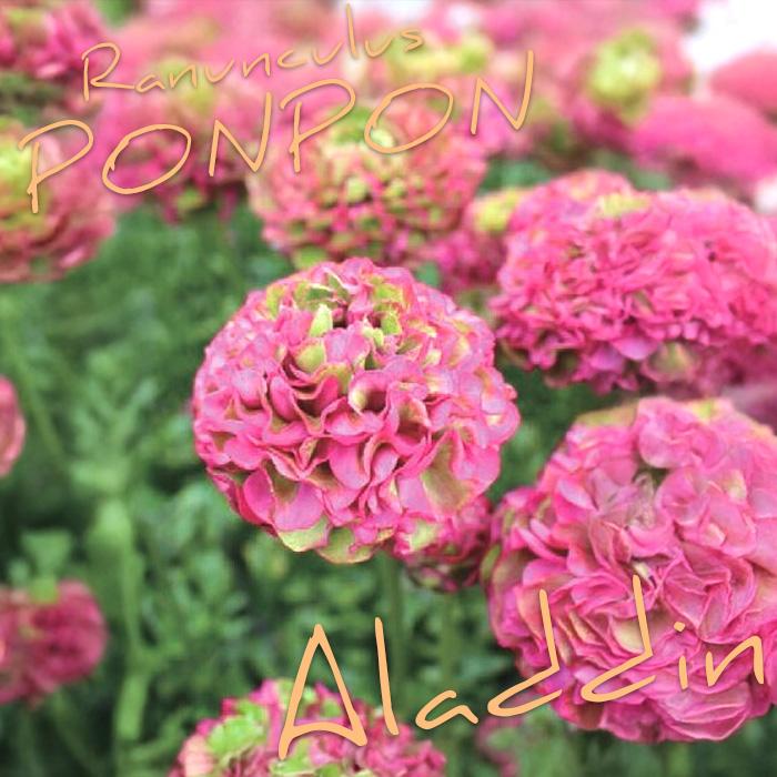 日本花キ流通 予約販売 ラナンキュラス ポンポンシリーズ 苗 ポンポン