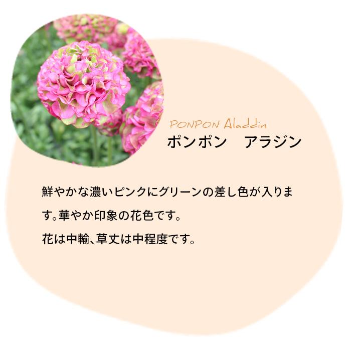 日本花キ流通 ラナンキュラス ポンポンシリーズ 苗 ポンポン アラジン