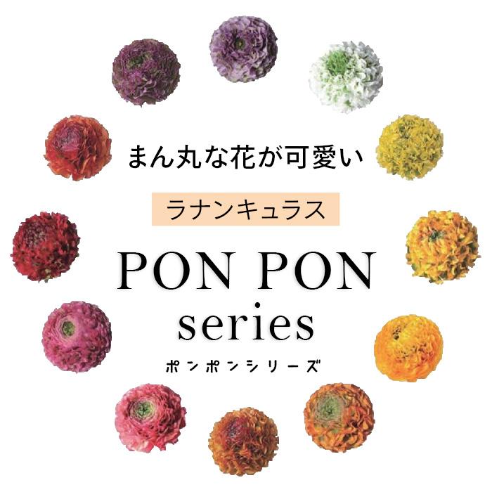 日本花キ流通 ラナンキュラス ポンポンシリーズ 苗 ポンポン アラジン