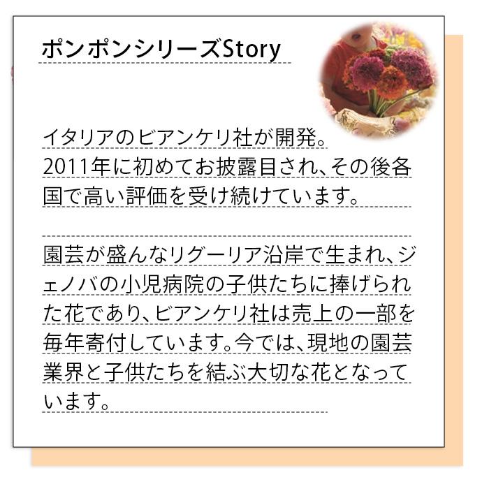 日本花キ流通 ラナンキュラス ポンポンシリーズ 苗 ポンポン アラジン