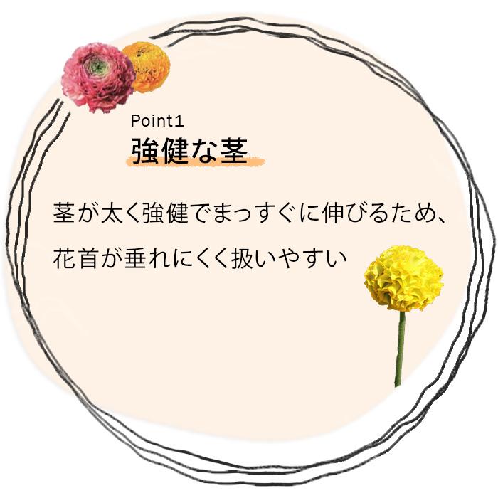 日本花キ流通 ラナンキュラス ポンポンシリーズ 苗 ポンポン アリス