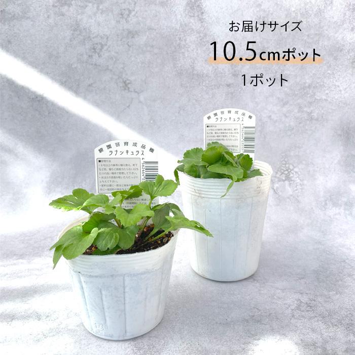 ラナンキュラス球根　ポンポンシリーズ　注文ページ 日本花キ流通 予約販売 ラナンキュラス ポンポンシリーズ 苗