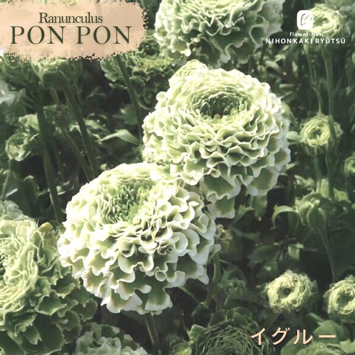 ラナンキュラス球根　ポンポンシリーズ　注文ページ 日本花キ流通 予約販売 ラナンキュラス ポンポンシリーズ 苗