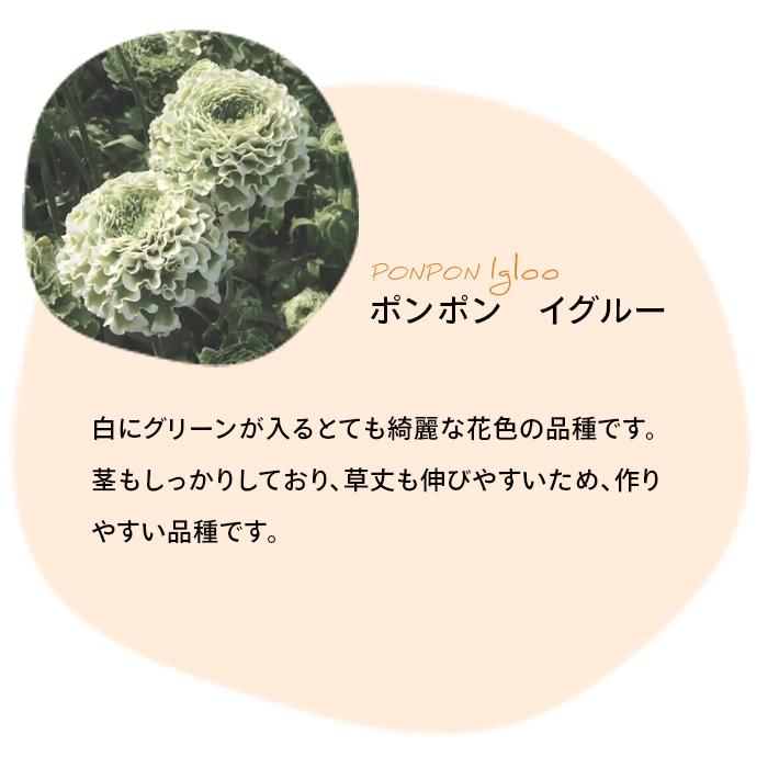 ラナンキュラス ポンポンシリーズ『イグルー』大人色土を落とさずポット苗のまま発送 日本花キ流通 予約販売 ラナンキュラス ポンポンシリーズ 苗