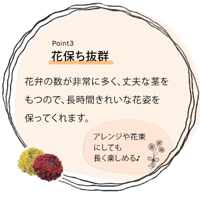 日本花キ流通 予約販売 ラナンキュラス ポンポンシリーズ 苗 ポンポン
