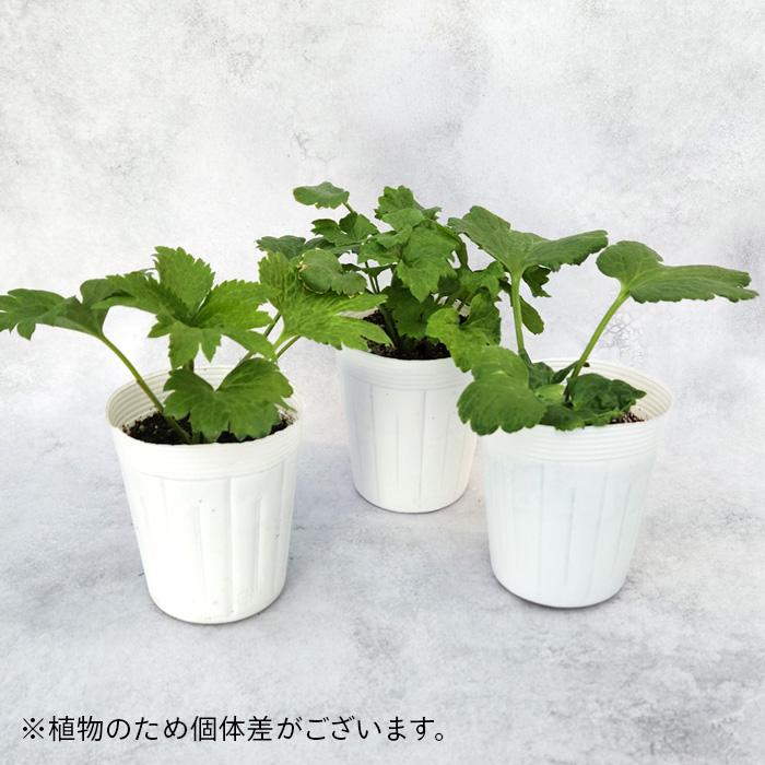 日本花キ流通 予約販売 ラナンキュラス ポンポンシリーズ 苗