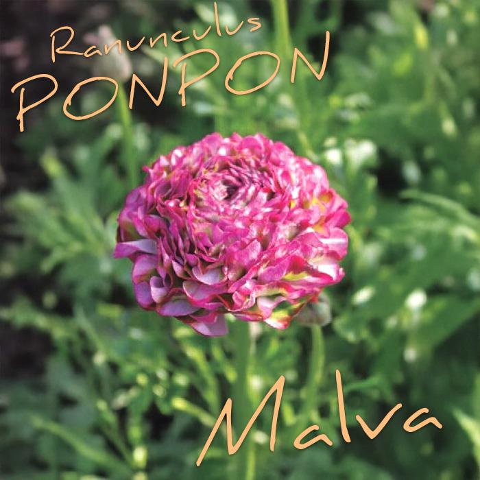 日本花キ流通 ラナンキュラス ポンポンシリーズ 苗 ポンポン マルヴァ