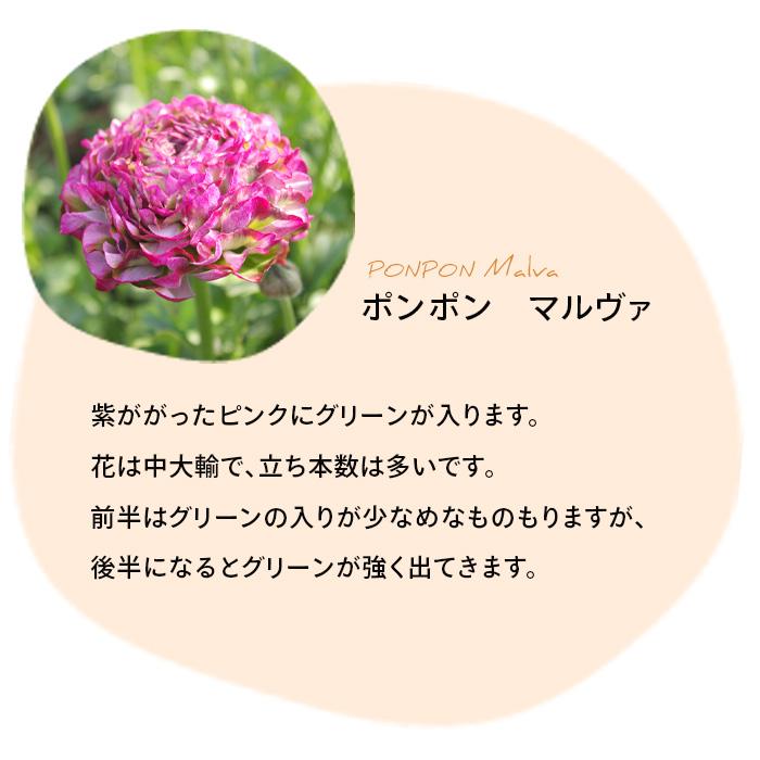 日本花キ流通 ラナンキュラス ポンポンシリーズ 苗 ポンポン マルヴァ