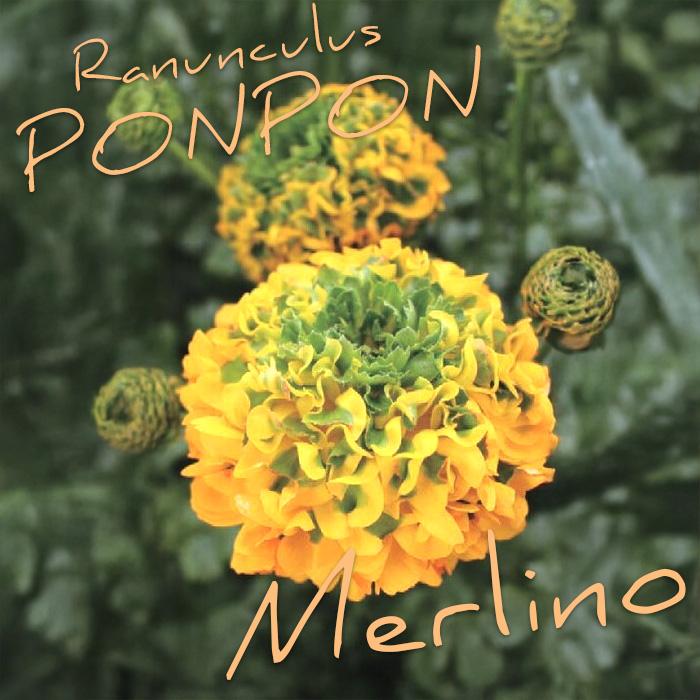 日本花キ流通 予約販売 ラナンキュラス ポンポンシリーズ 苗 ポンポン