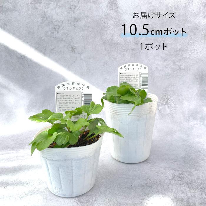 日本花キ流通 ラナンキュラス 苗 グリーン 10.5cmポット 宿根草 球根