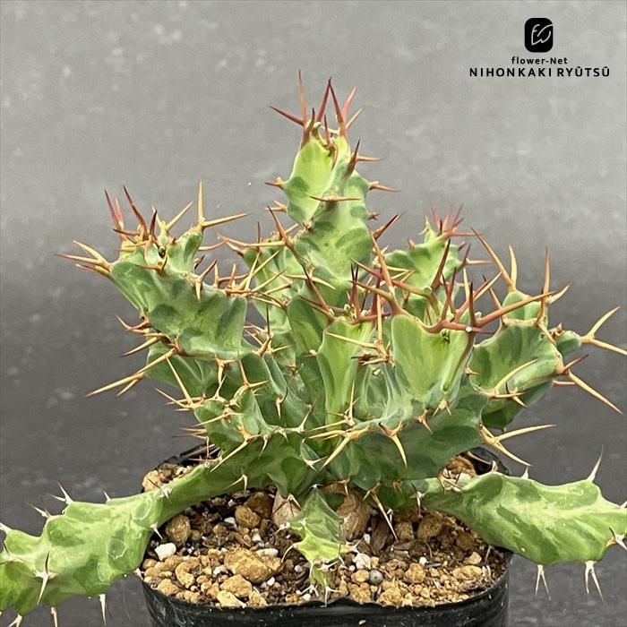 日本花キ流通 多肉植物 caユーフォルビア クラビゲラ 9cmポット