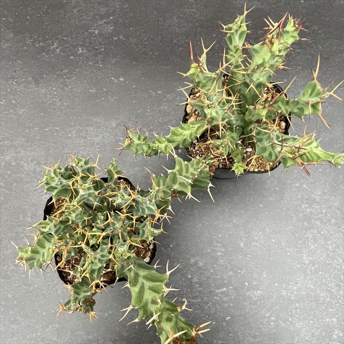 日本花キ流通 多肉植物 caユーフォルビア クラビゲラ 9cmポット