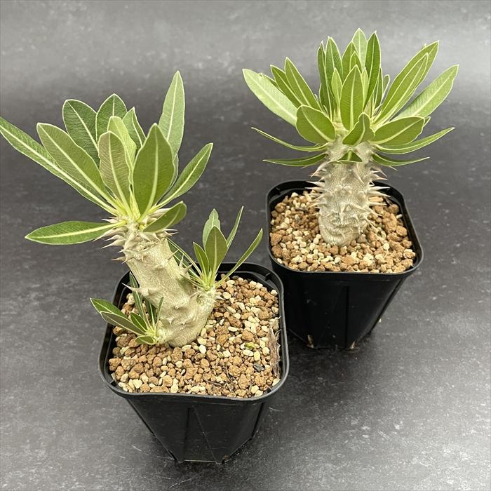 日本花キ流通 多肉植物 caパキポディウム ロスラーツム 実生 9cmポット
