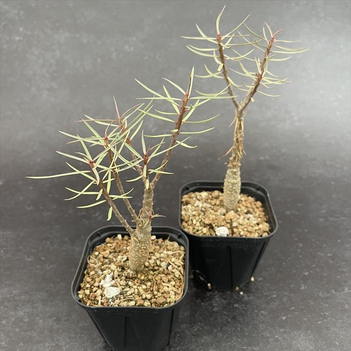 日本花キ流通 多肉植物 caユーフォルビア バルサミフェラ 実生