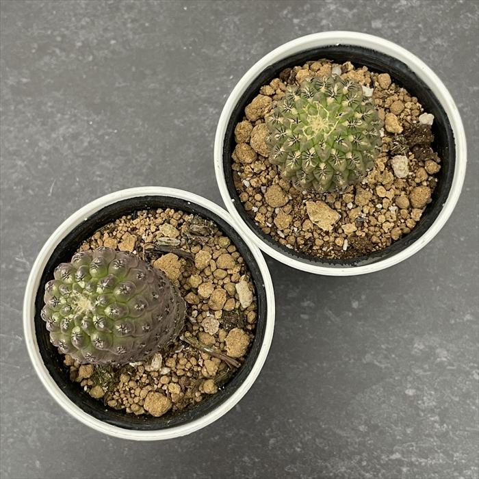 日本花キ流通 caサボテン 豹頭 実生 6cmポット 送料無料 エリオシケ