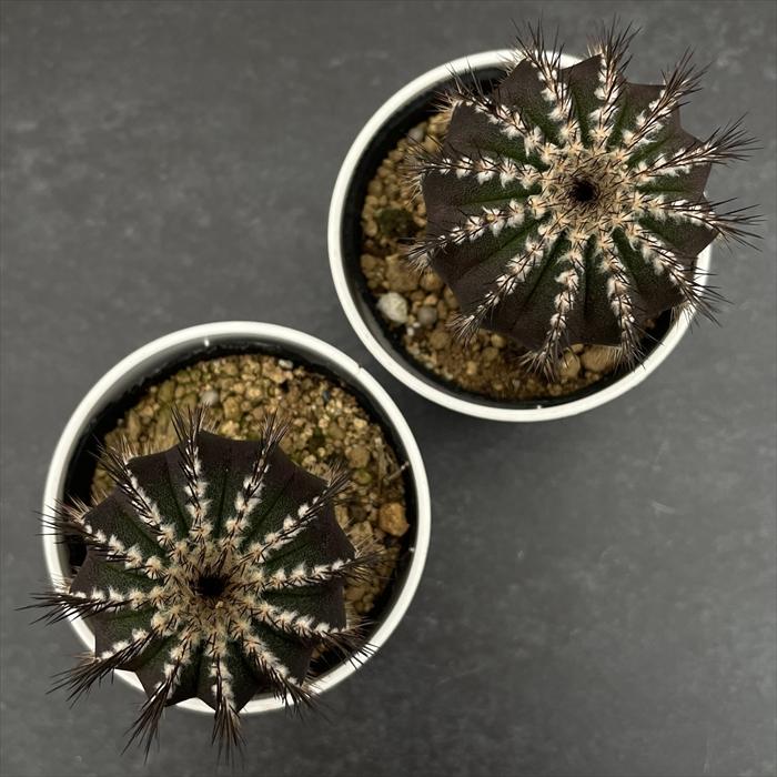 ユーベルマニア　ペクチニフェラ　サボテン　国内実生 ユーベルマニア：ペクチニフェラ（実生） 2.5号ポット の通販