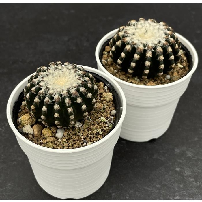 日本花キ流通 caサボテン ホルスティ 実生 6cmポット 送料無料