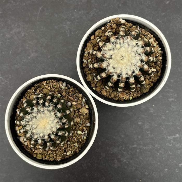 日本花キ流通 caサボテン ホルスティ 実生 6cmポット 送料無料