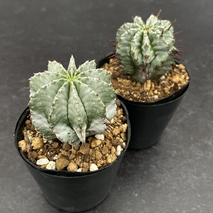 ユーフォルビア ホリダ ホリダ錦 斑入り 塊根植物 コーデックス