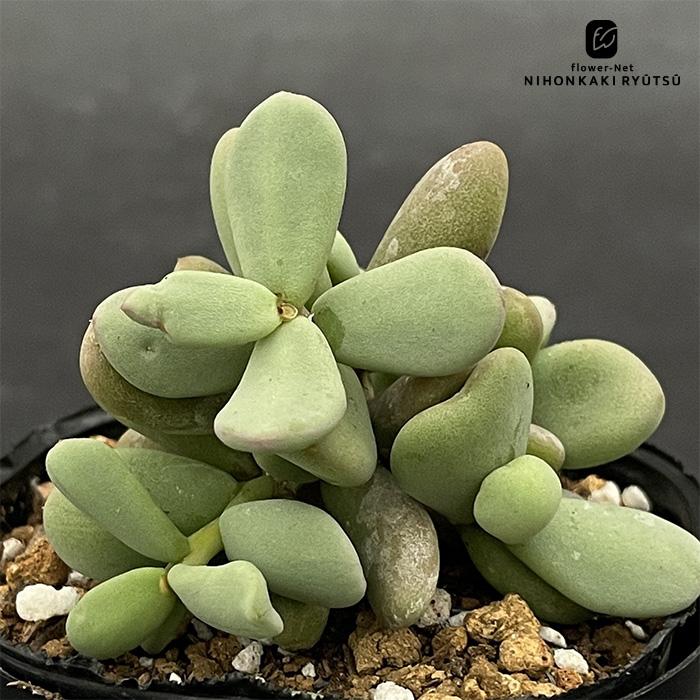 日本花キ流通 多肉植物 caケラリア ピグマエア 実生 7.5cmポット 送料