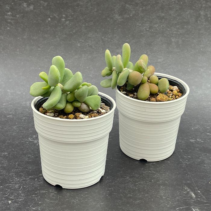 日本花キ流通 多肉植物 caケラリア ピグマエア 実生 7.5cmポット 送料