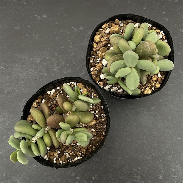 日本花キ流通 多肉植物 caケラリア ピグマエア 実生 7.5cmポット 送料