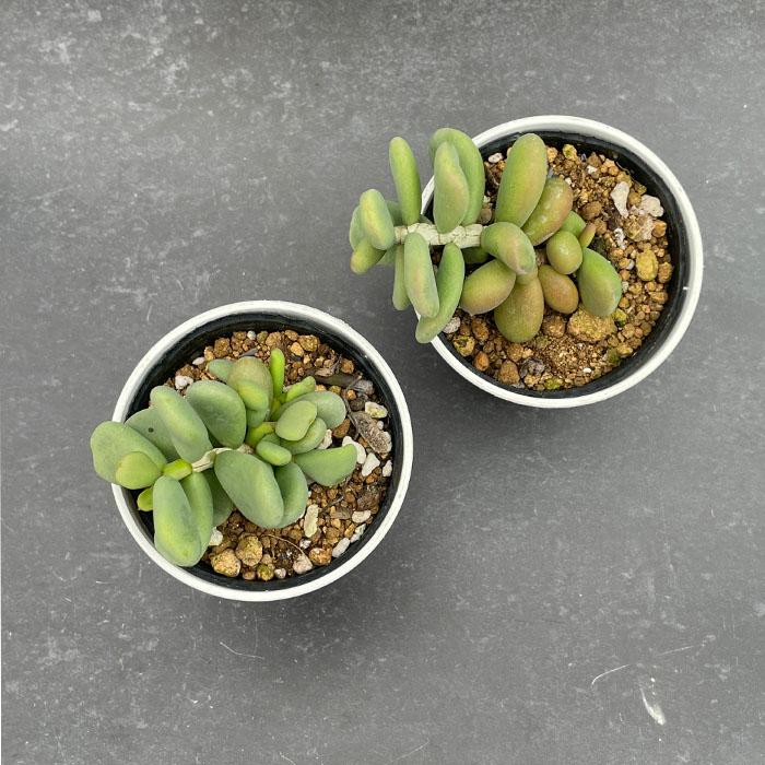 日本花キ流通 多肉植物 caケラリア ピグマエア 実生 6cmポット 送料