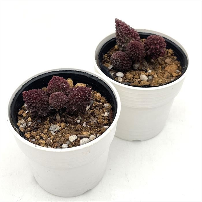 多肉植物アドロミスクス　多数　作家鉢寄せ植え28鉢ほど 楽天市場】モーゼルベイ アドロミスクス Mサイズ 5.5cmポット
