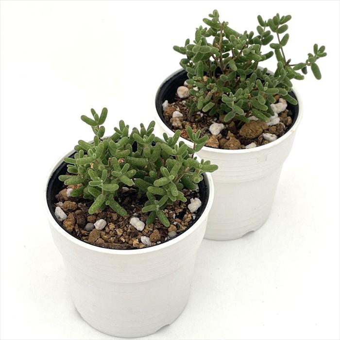 日本花キ流通 多肉植物 hmドロサンテマム グロボーサム 蜜橘