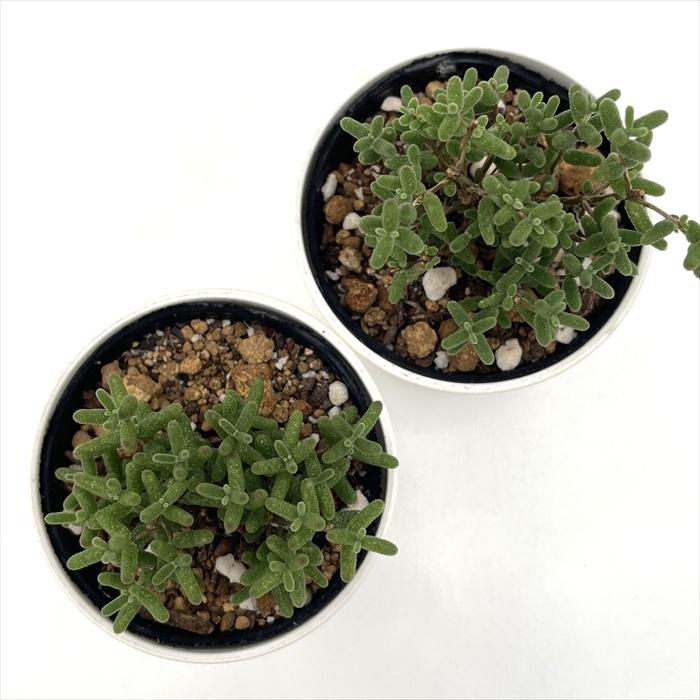 日本花キ流通 多肉植物 hmドロサンテマム グロボーサム 蜜橘