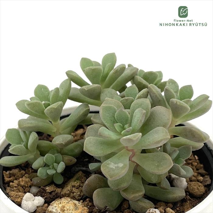 日本花キ流通 多肉植物 hmセダム ジューシー 多肉植物 セダム 6cm