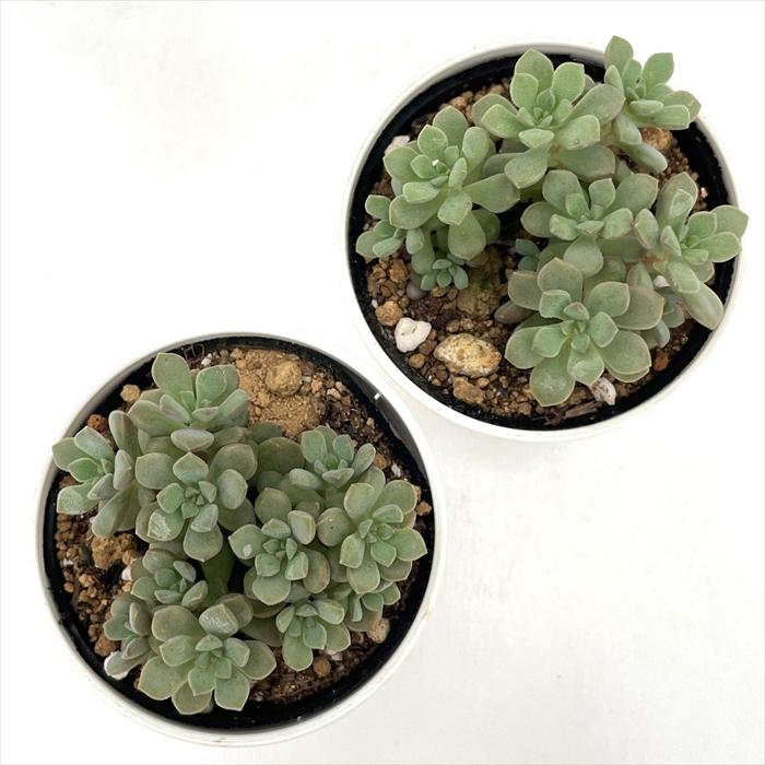 日本花キ流通 多肉植物 hmセダム ジューシー セダム 6cmポット