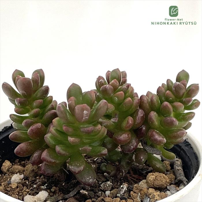 日本花キ流通 多肉植物 hmセダム レッドチリペッパー 多肉植物 セダム