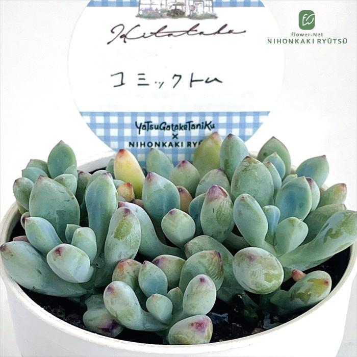 日本花キ流通 多肉植物 Hitotabaセダム コミックトム ヒトタバさん苗