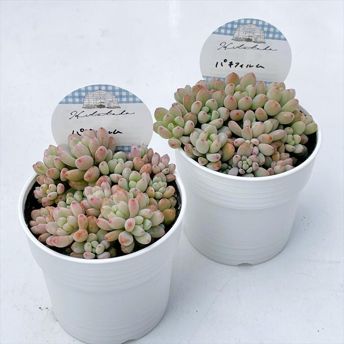 日本花キ流通 多肉植物 Hitotabaグラプトペタルム パキフィルム 多肉