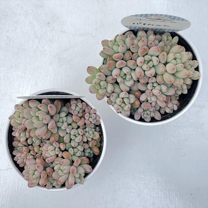 日本花キ流通 多肉植物 Hitotabaグラプトペタルム パキフィルム 多肉