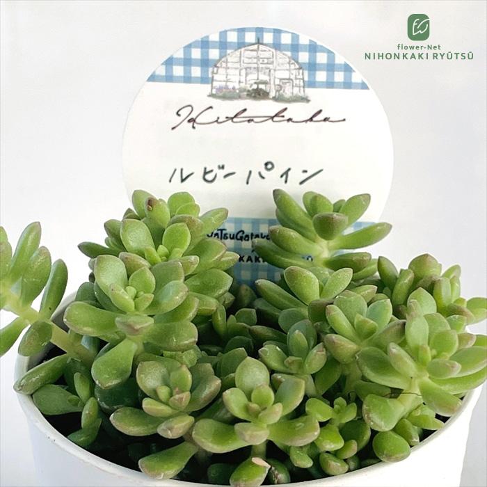日本花キ流通 多肉植物 Hitotabaセダム ルビーパイン 多肉植物
