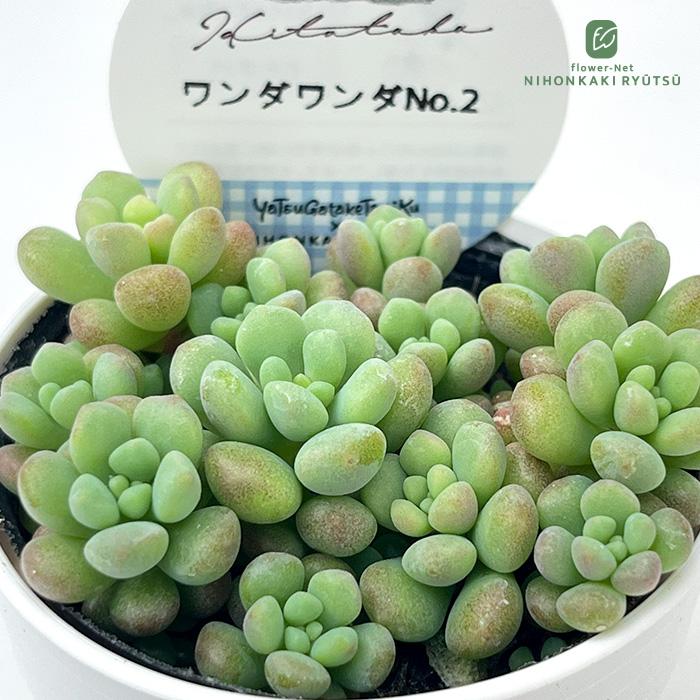1ポット585円　セダム　ワンダワンダー2　7.5cmポット 日本花キ流通 多肉植物 Hitotabaセダム ワンダワンダ No.2 多肉植物