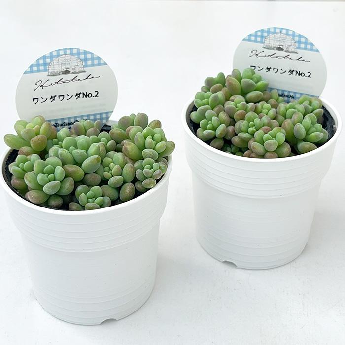日本花キ流通 多肉植物 Hitotabaセダム ワンダワンダ No.2 多肉植物