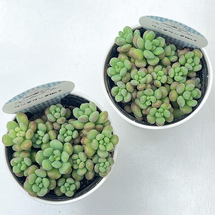 日本花キ流通 多肉植物 Hitotabaセダム ワンダワンダ No.2 多肉植物