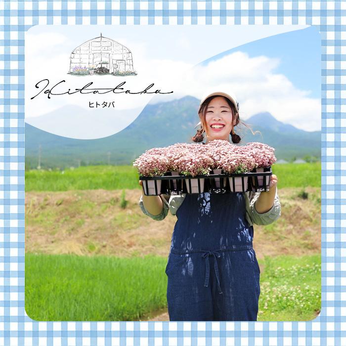 日本花キ流通 多肉植物 Hitotabaセダム ワンダワンダ No.2 多肉植物