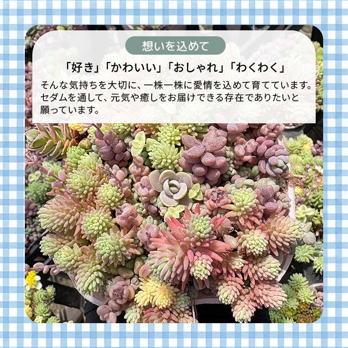 日本花キ流通 多肉植物 Hitotabaセダム ワンダワンダ No.2 多肉植物
