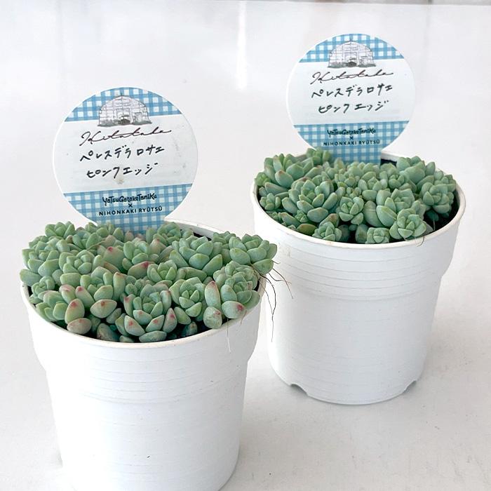 日本花キ流通 多肉植物 Hitotabaセダム ペレスデラロサエ ピンクエッジ