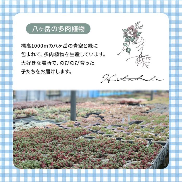 日本花キ流通 多肉植物 Hitotabaセダム ペレスデラロサエ ピンクエッジ