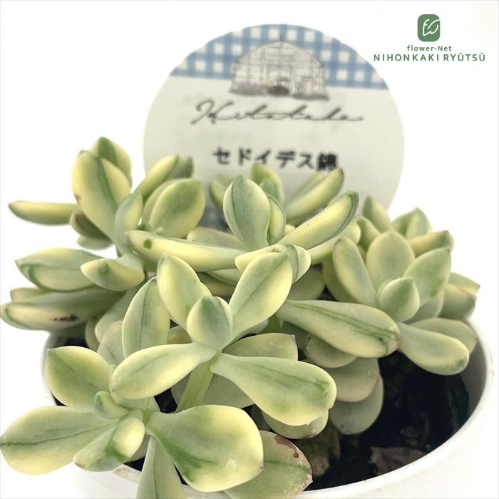 多肉植物 Hitotabaエケベリア セドイデス錦 多肉植物 ヒトタバさん苗 エケベリア 6cmポット（Yahoo!・フラワーネット日本花キ流通）